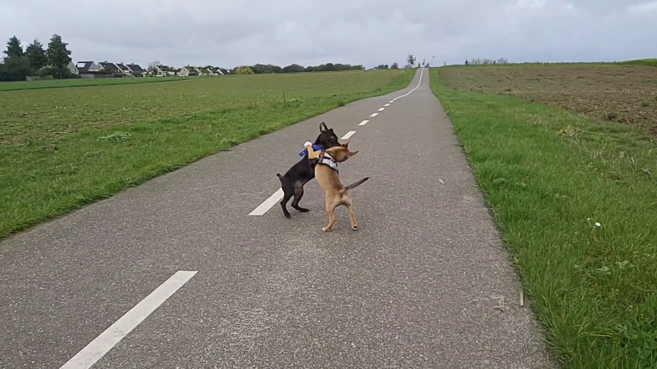 THIS IS SPARTA! PATTERDALE VS BULL RUSSELL - FIGHT - PLAY - STRENGTH BSL ESTACADO 4 MONTHS