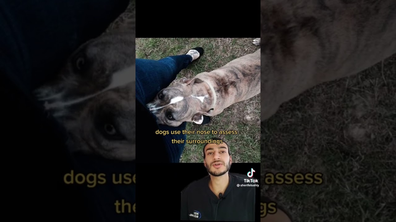 This is the real reason why dogs smell your crutch ￼