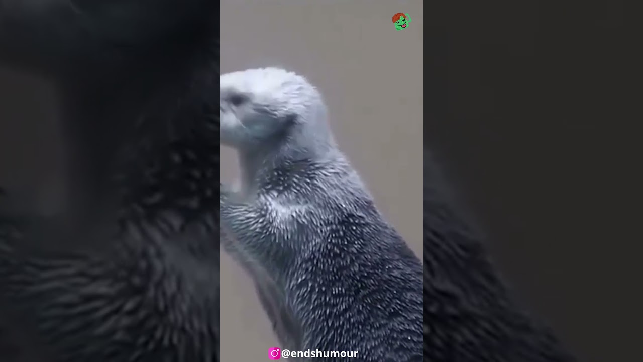 This is what checking a sea otter's temperature looks like @endshumour