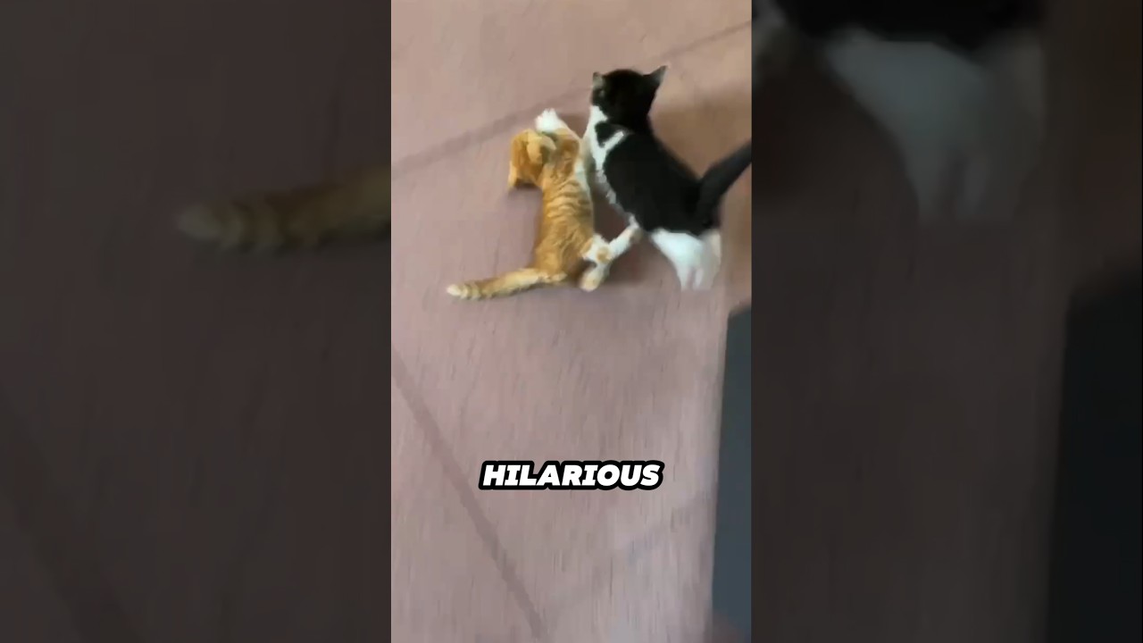 This kitten tries to protect his food but gets dragged away 😂