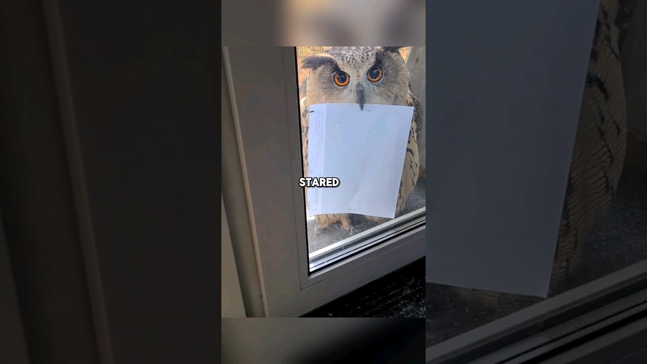 This owl brought something unexpected 😮 #shorts #owl #funny