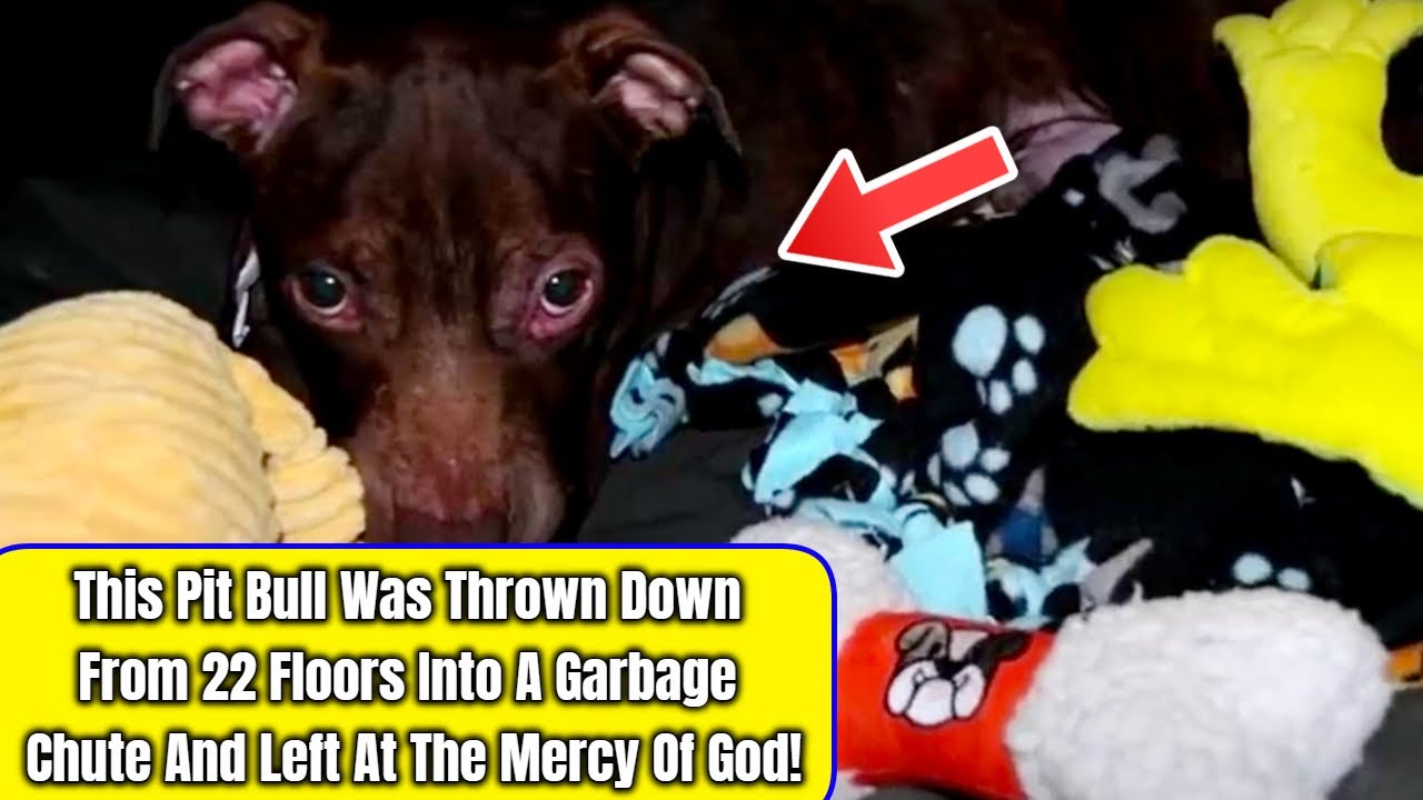 This Pit Bull Was Thrown Down From 22 Floors Into A Garbage Chute And Left At The Mercy Of God!