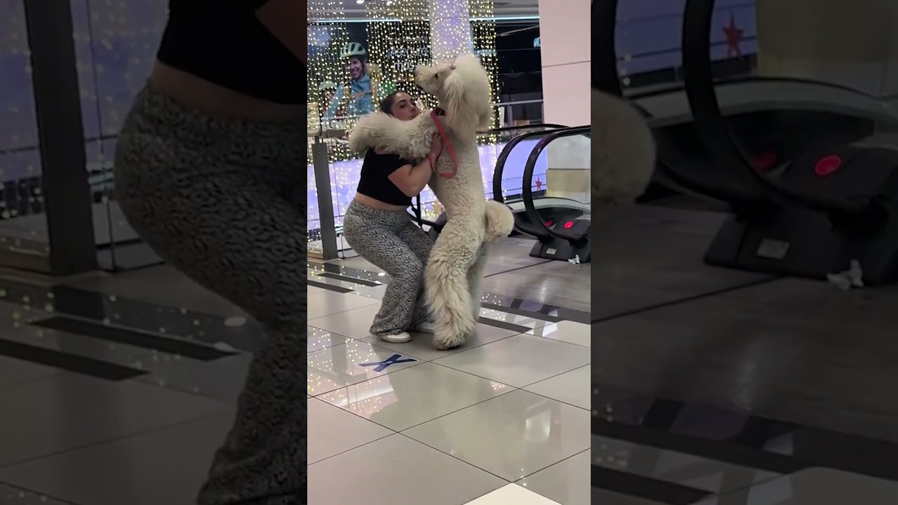This poodle is afraid of escalators 😂
