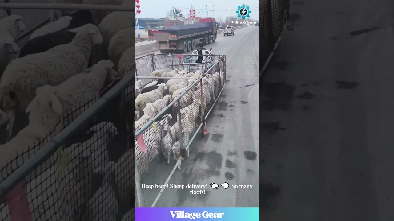 This Sheep Taxi is Next Level! 🐑🛵💨 Then a Goat Rave! 😂 #sheep #goats #funnyanimals #farming #lol