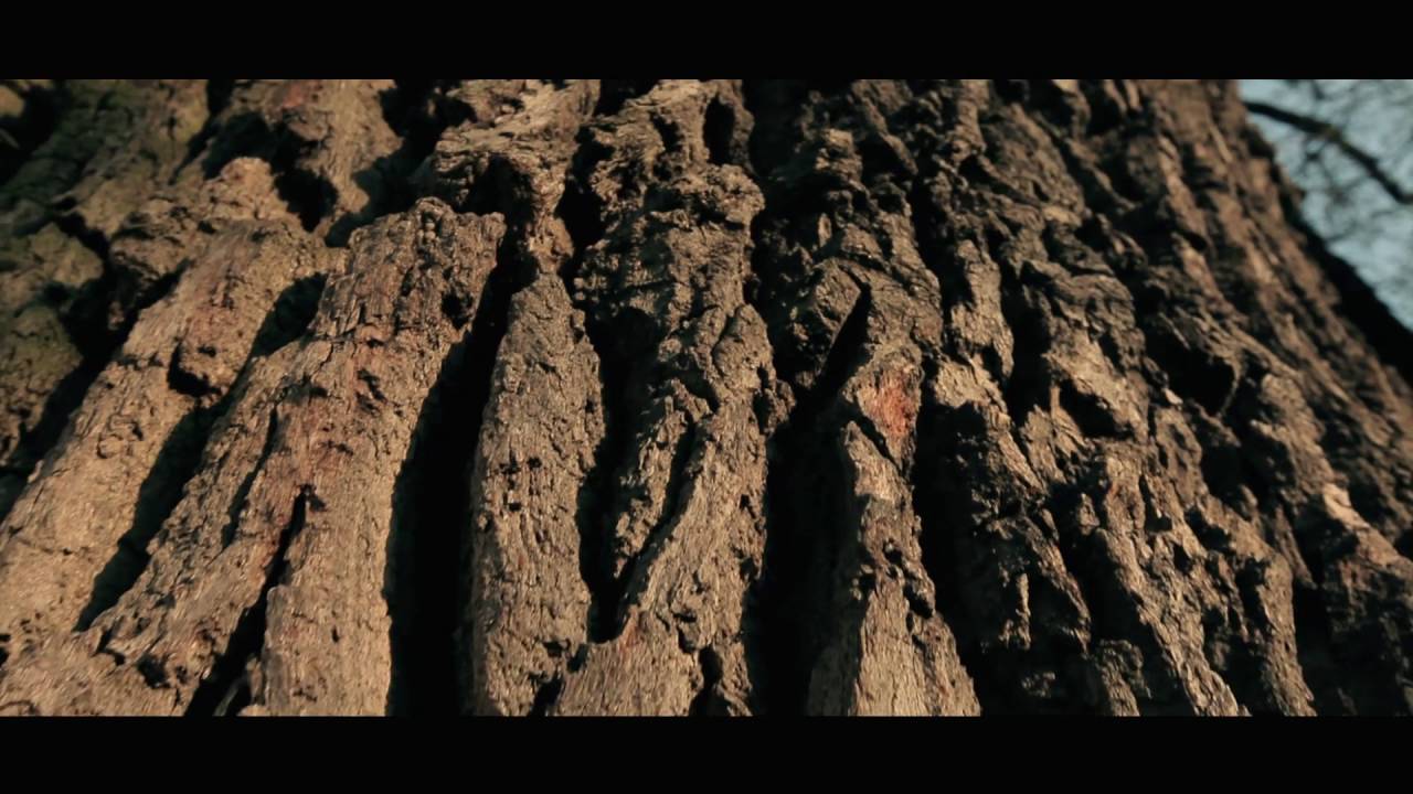 This Tree is Big   trailer HD