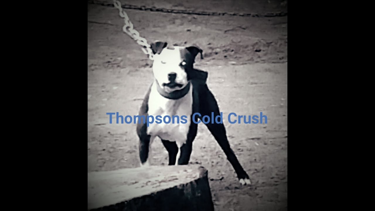 THOMPSON KENNELS CRUSH (BOYLES BOLIO  ELI )