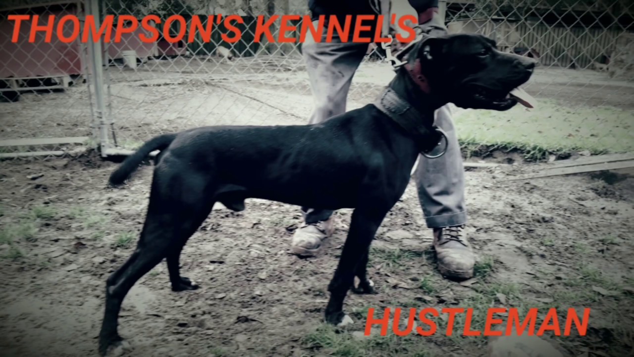THOMPSON'S KENNEL THE MAMBA MENTALITY