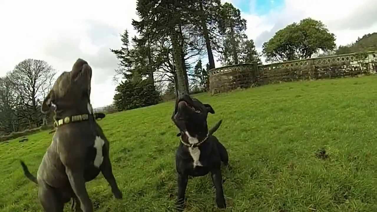 Thor & Freya's Fun In The Woods - Slow Motion - Staffordshire Bull Terriers