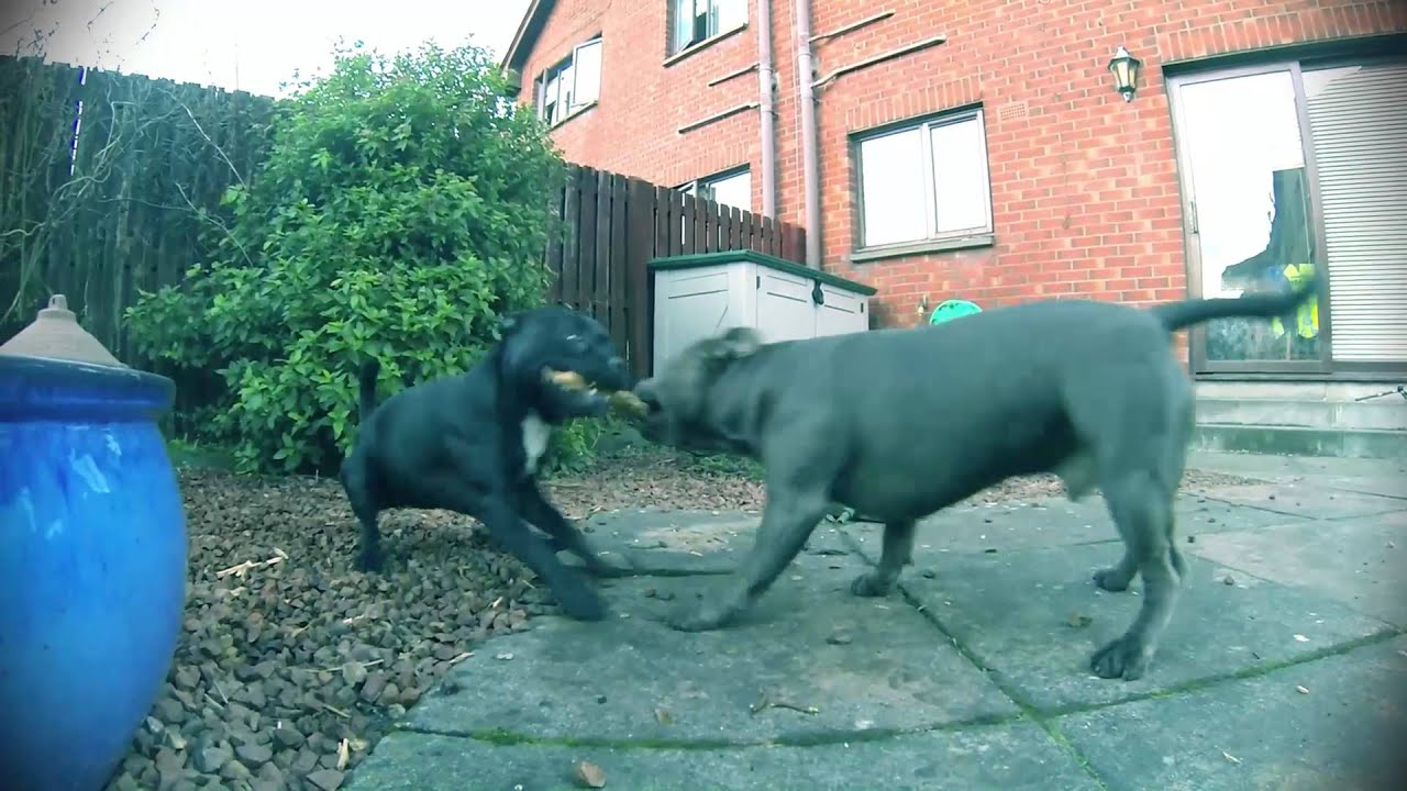 Thor Vs Freya - Tug Of War - Staffordshire Bull Terriers