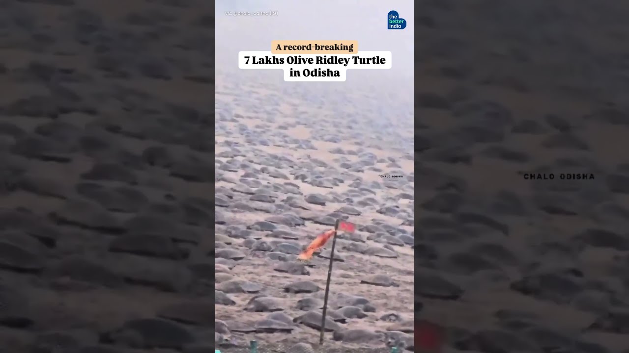 Thousands of Olive Ridley sea turtles return to Odisha’s shores!