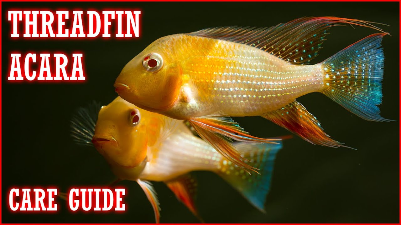 Threadfin Acara Care Guide - Pros, Cons, and Care Tips
