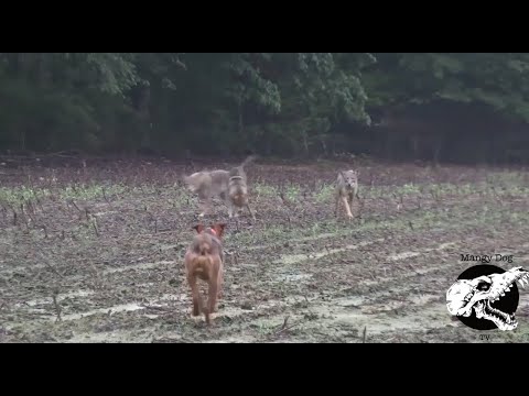 Three Coyotes Charge Our Dog - Coyote Hunting With Decoy Dogs