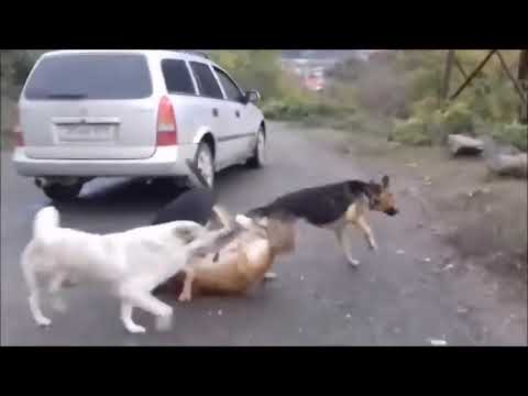 Three dogs meeting one by one first time puppy dogs meeting first time