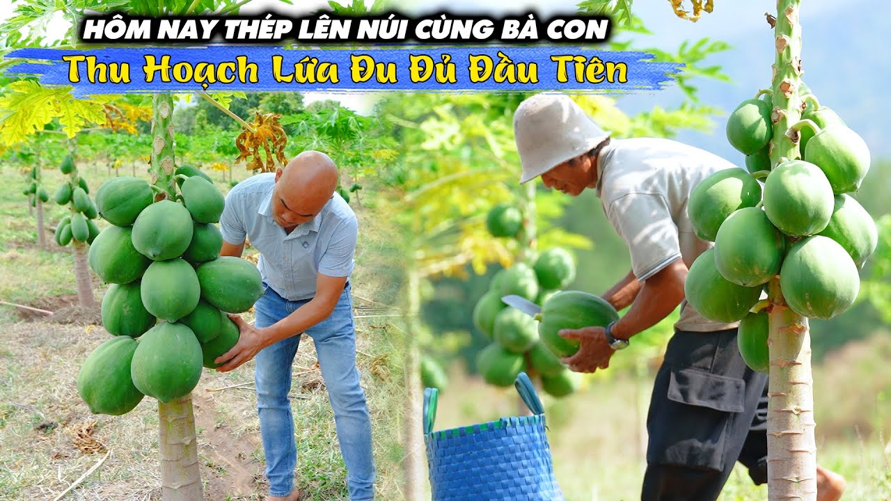 THU HOẠCH LỨA ĐU ĐỦ ĐẦU TIÊN,NIỀM VUI KHÔNG TRỌN VẸN
