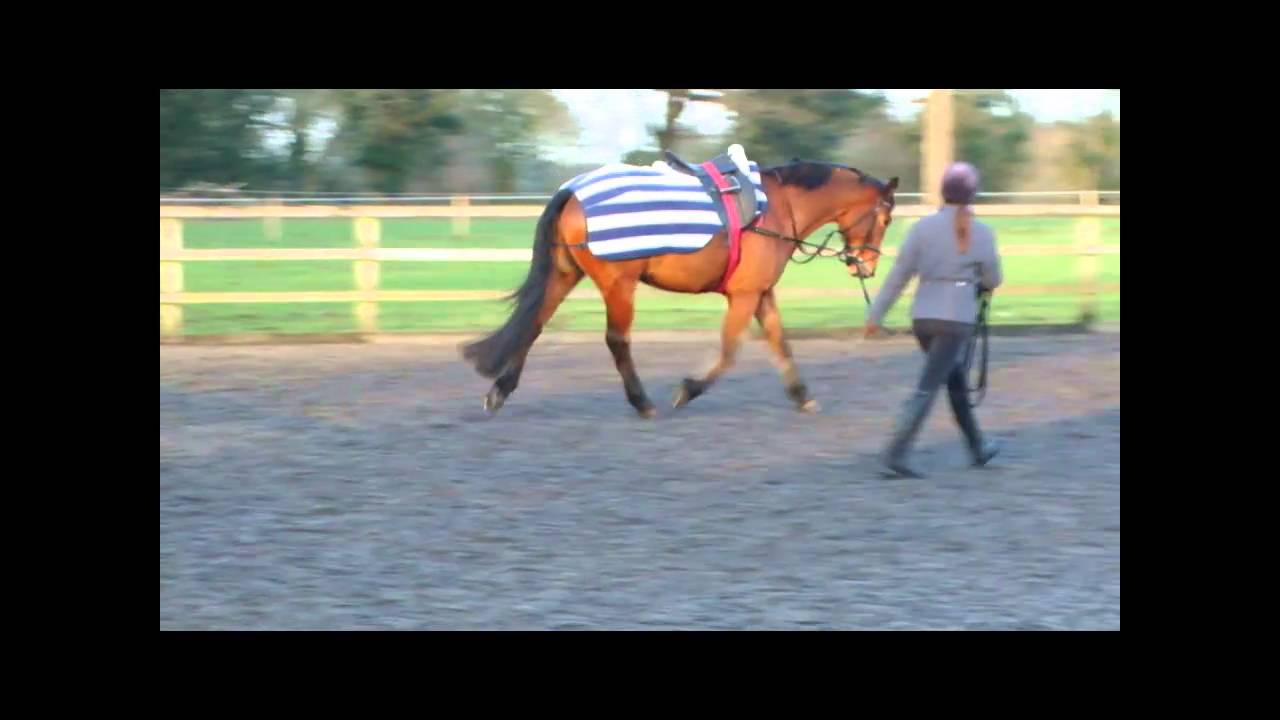 Thumper.wmv
