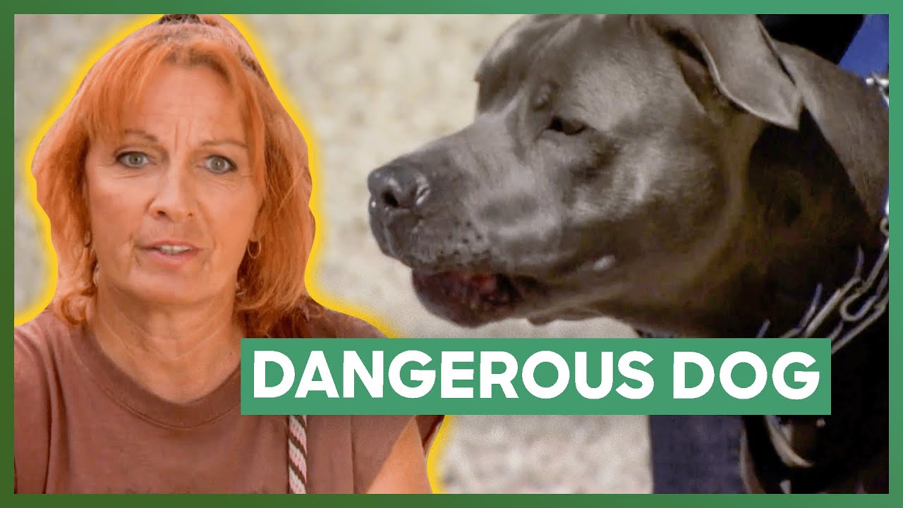Tia Helps One Of The Most Dangerous Dogs She's Ever Met | Pit Bulls & Parolees