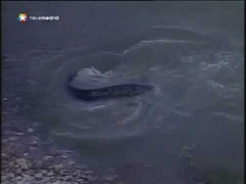 ¿Tiburones en el Ebro?