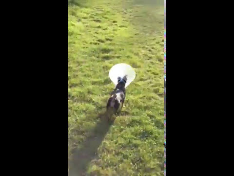 Tickle in Cantley Park May 2017