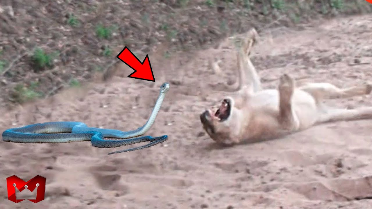 Tidak Bisa Lolos Dari Kematian, Ular Cobra Vs Singa Mengerikan !!!