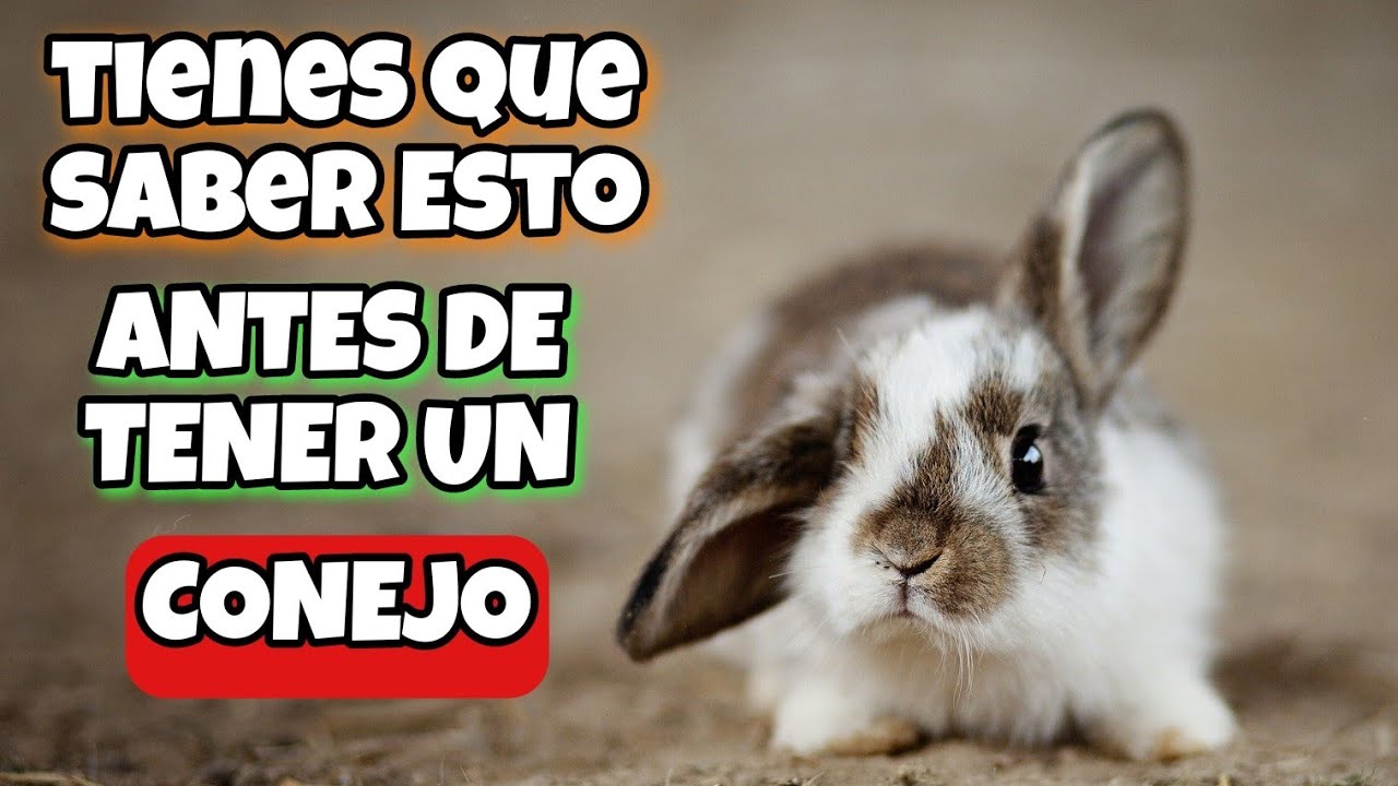 ⚠️TIENES que SABER esto de los CONEJOS🐇 CURIOSIDADES y CUIDADOS🥕 TOP 25✨