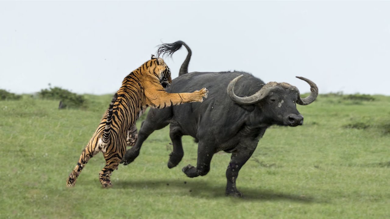 Tiger attack buffalo