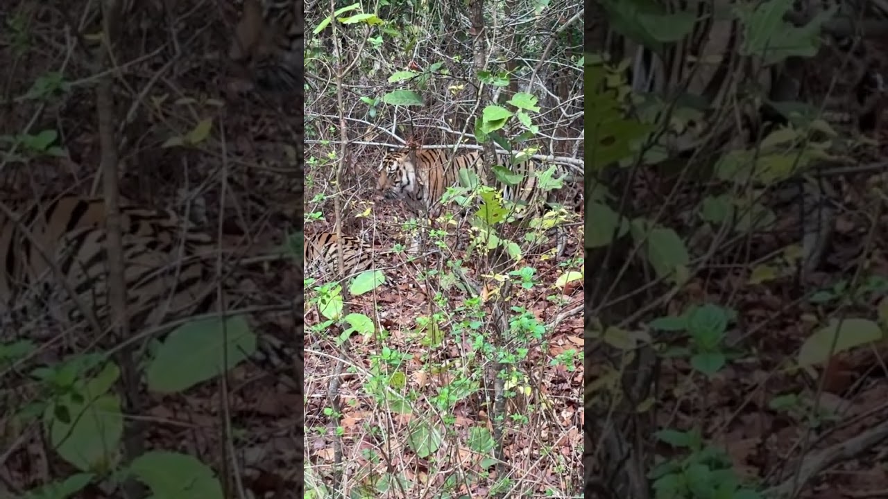 #tiger #attack #tigres #forest #wildlife #trending #travel #tourism #scary #roar #viralvideo #horror