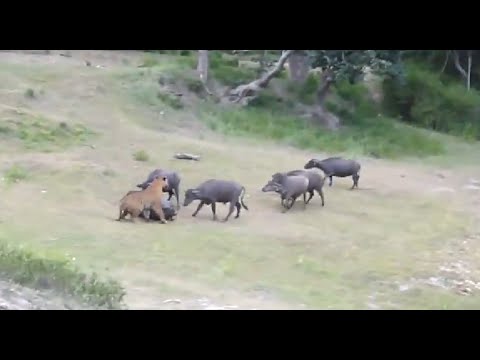 Tiger Attacks Buffalo - Intense [HD]