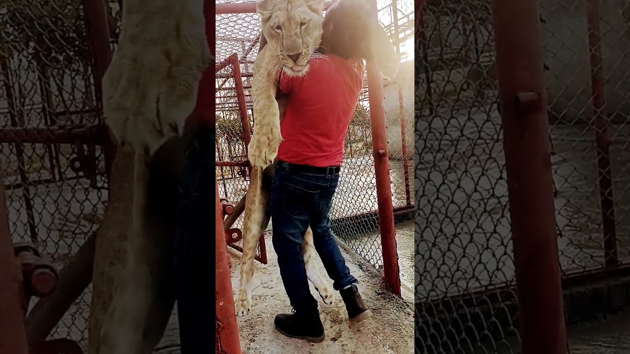 Tiger Jump 😲 || #hijab #live #lion #angrytiger #liontiger #animals #jimcorbettwildlifeandnatureview