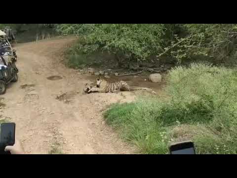 Tiger Killed A Dog In Forest ! Disclaimer-(Video Shared By A Friend)