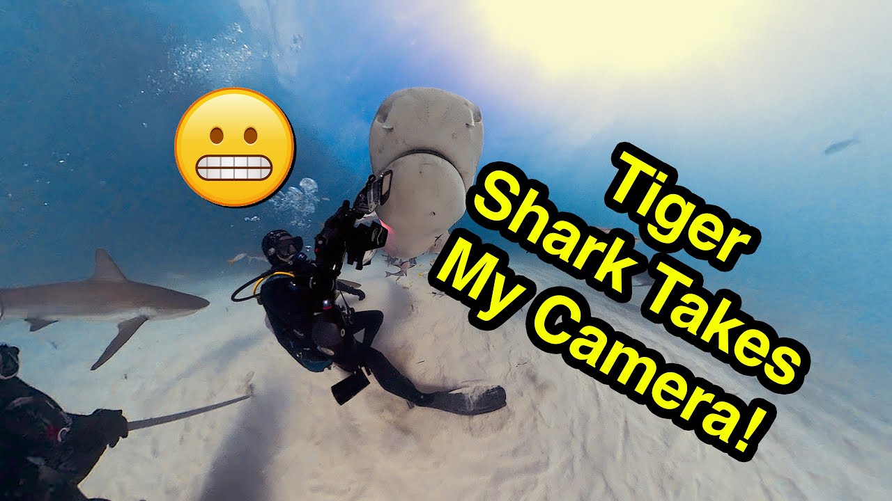Tiger Shark Bites and Takes Cameras During Test! #shark #sharks #insta360 #gopro #ocean #tigershark