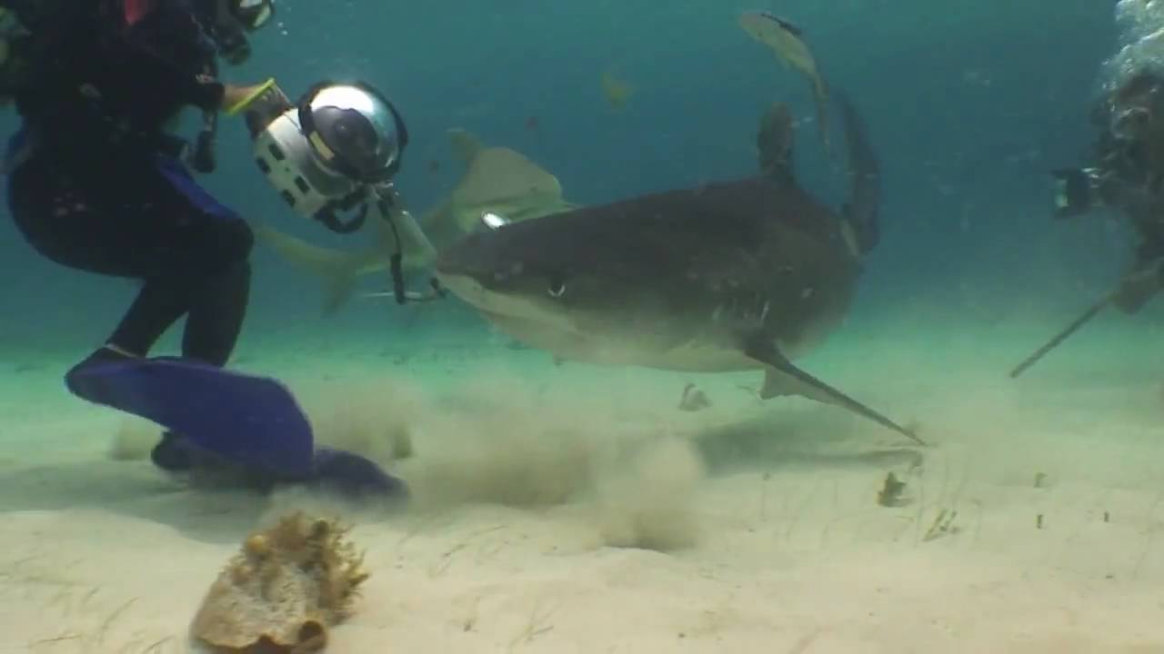 Tiger Shark Eats Video Camera... While it's running.