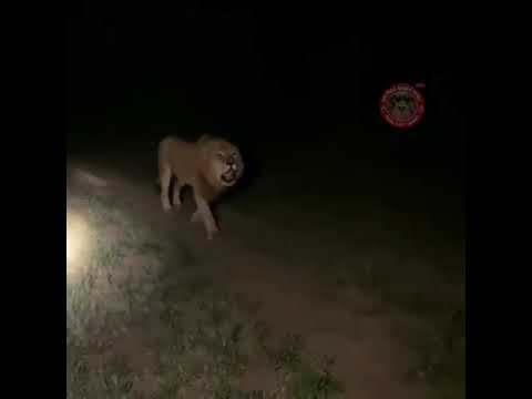 tiger spotted at bhawan vaishnodevi 😊😊Jai mata di