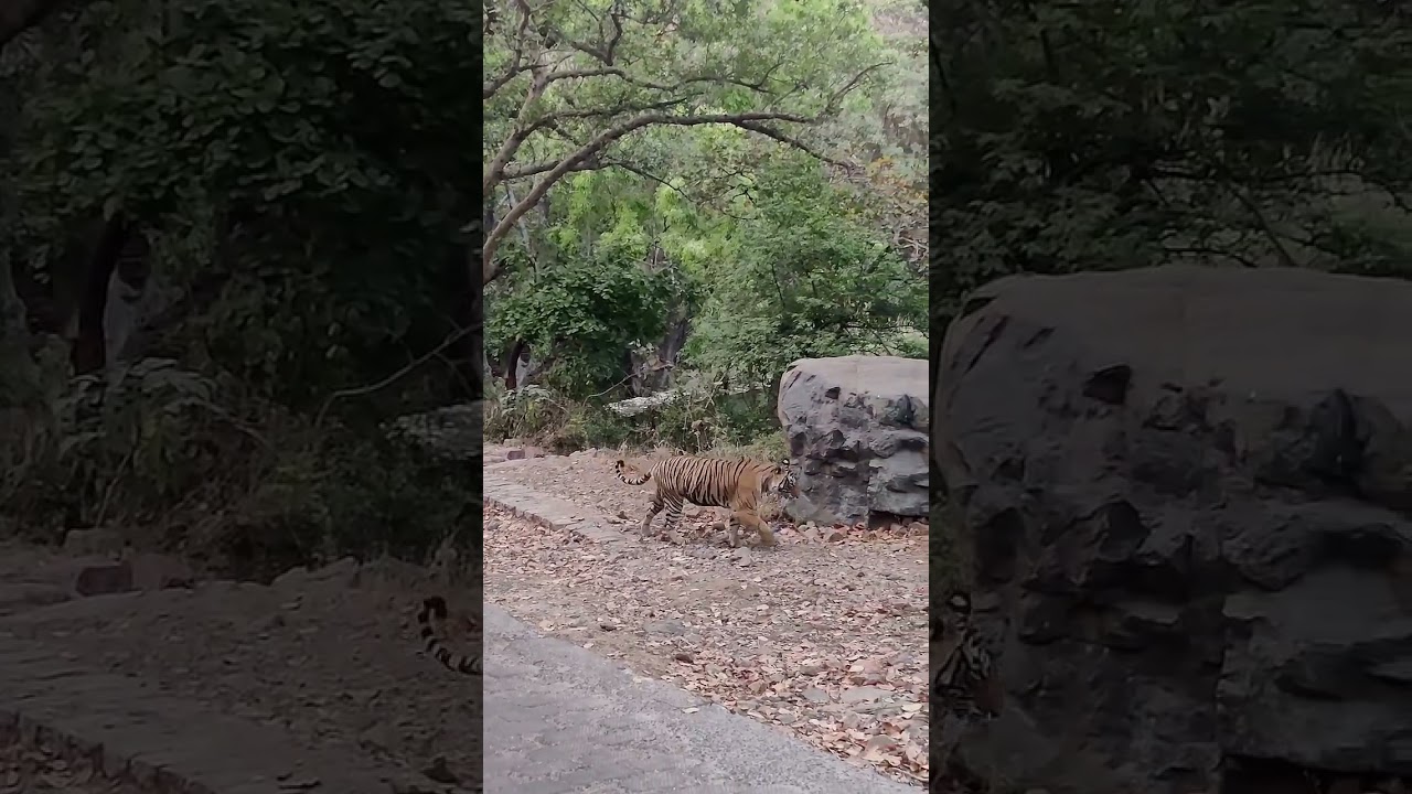 tigress sultana 🐅 #shorts #short #ranthambore #youtube