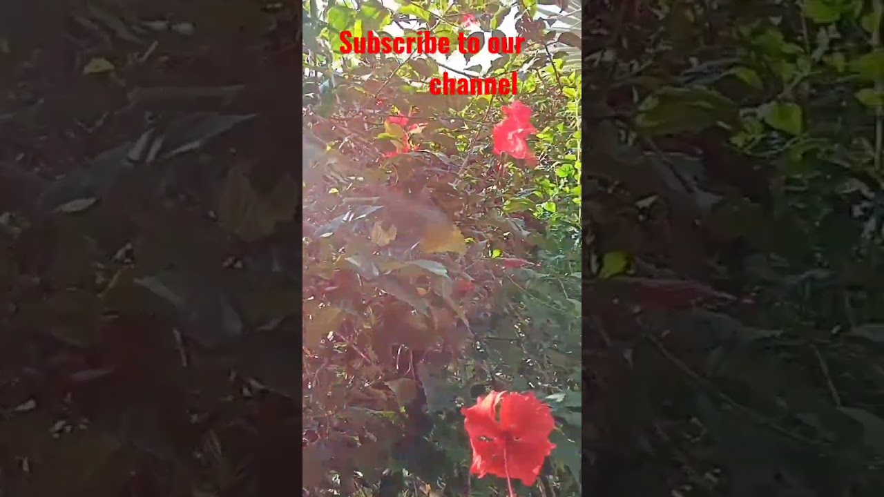 Tik Tok Chellendzh #shorts #shortvideo #nur786vlog