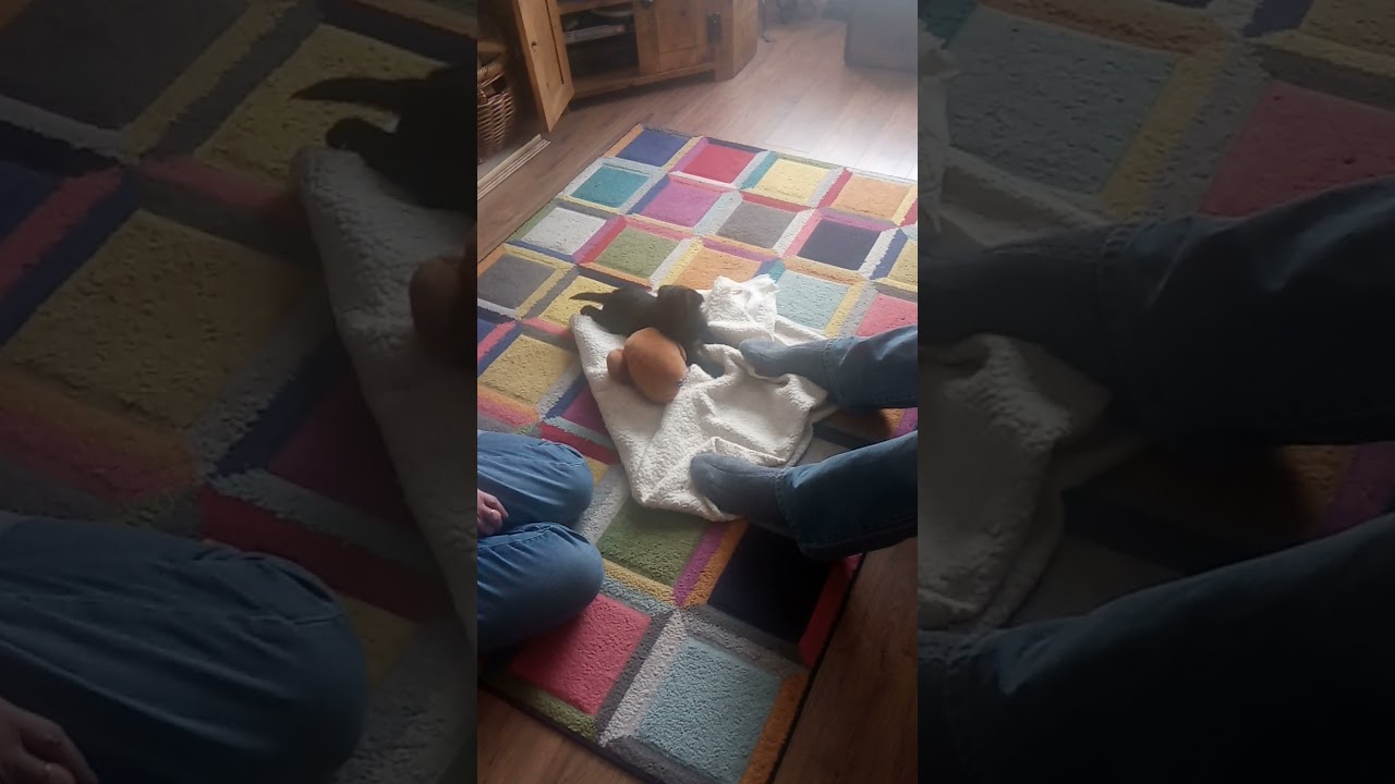 Tilly The Patterdale Pup Brutally Attacks Sock