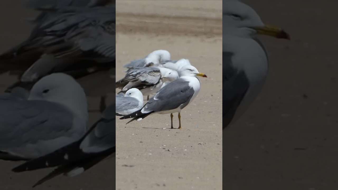 Tiny Dot is Actually Super Rare Bird From Asia!