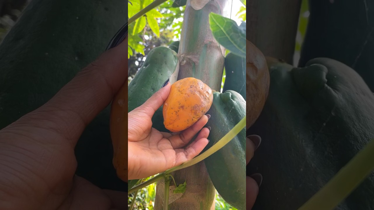 Tiny Gift From Mother NATURE💚 #nature #food #fruit #viral #trendingshorts #shorts #papaya #healthy