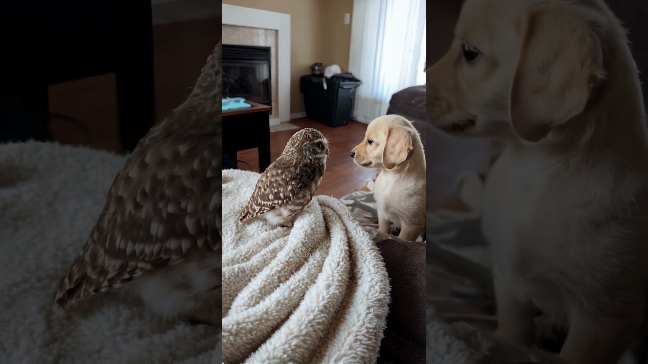 Tiny Owl Meets My Puppy ❤️