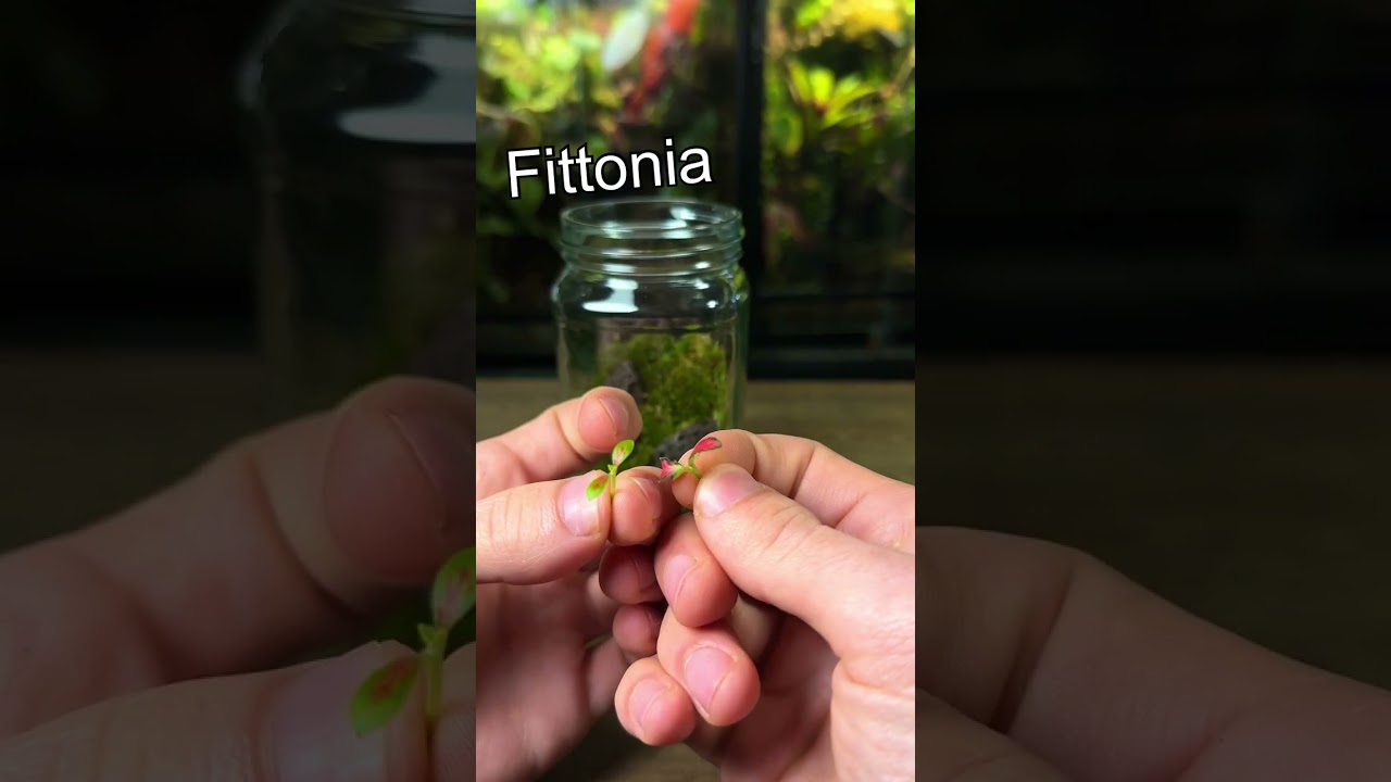 Tiny Snail Terrarium!🐌