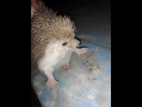 Tipratikan ushlavoldim bu ham bir ollohni mo'jizasi nima disila