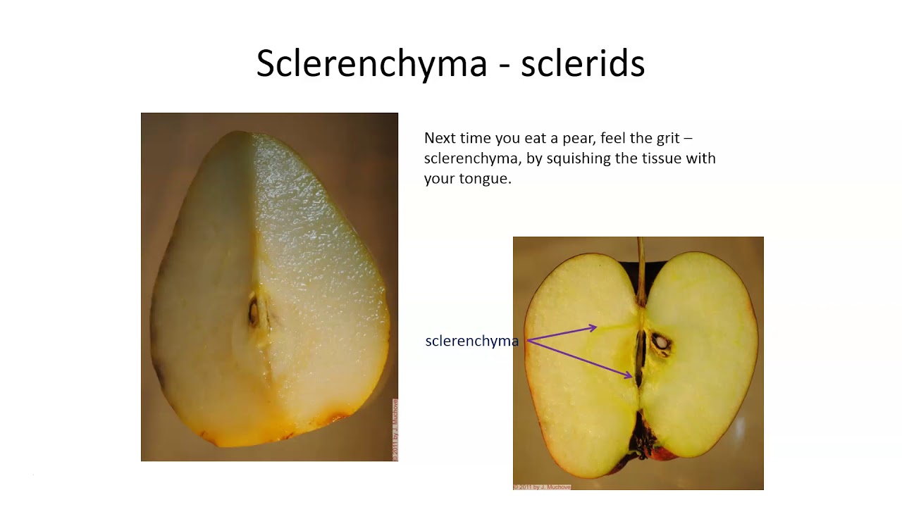 Tissues and cells