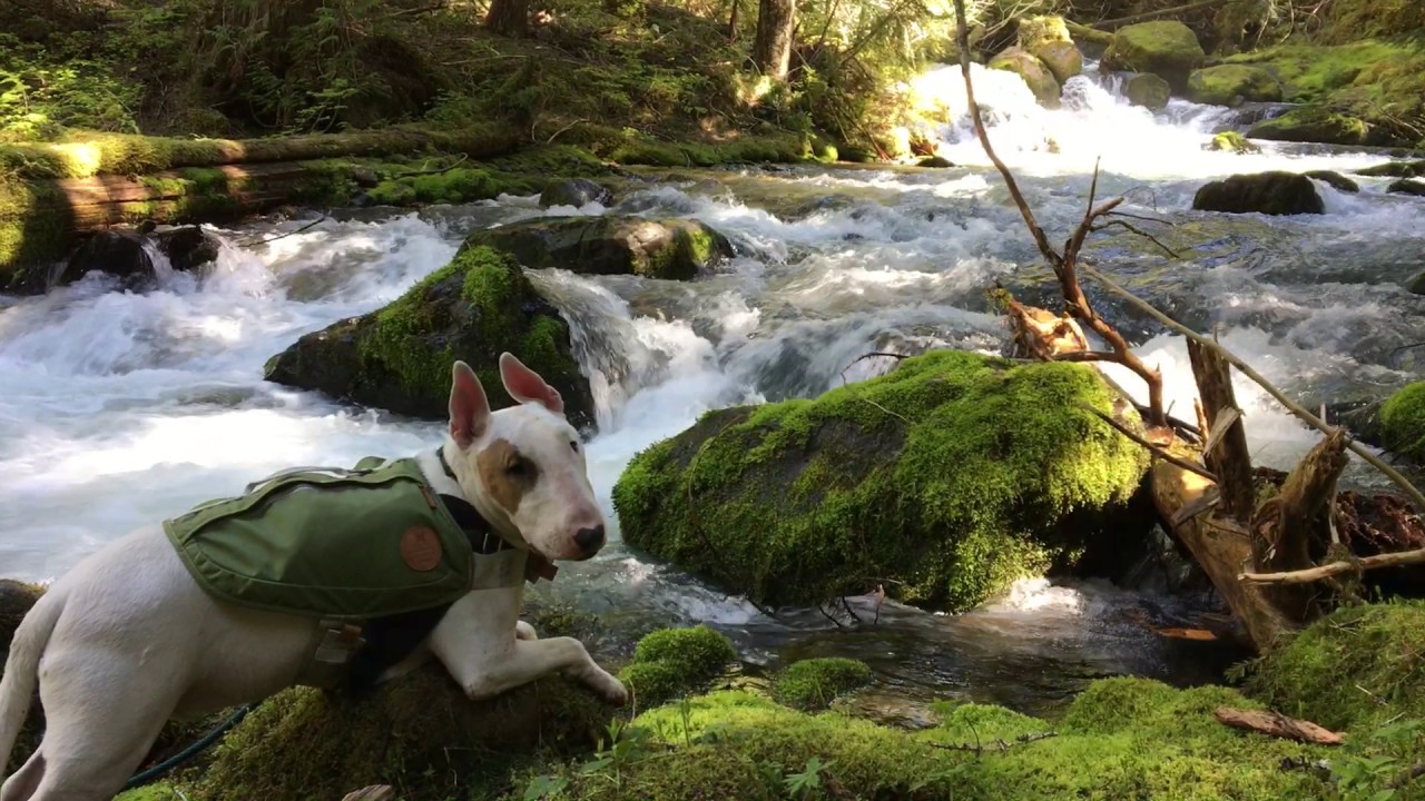 Titan the Bull Terrier Poses During A Hike