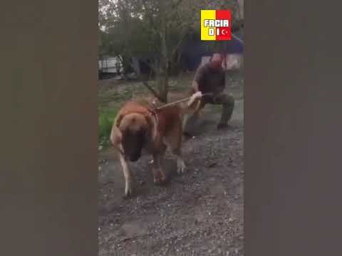 TİK TOK Aman Mehmet Abi fıytay mıytay 2