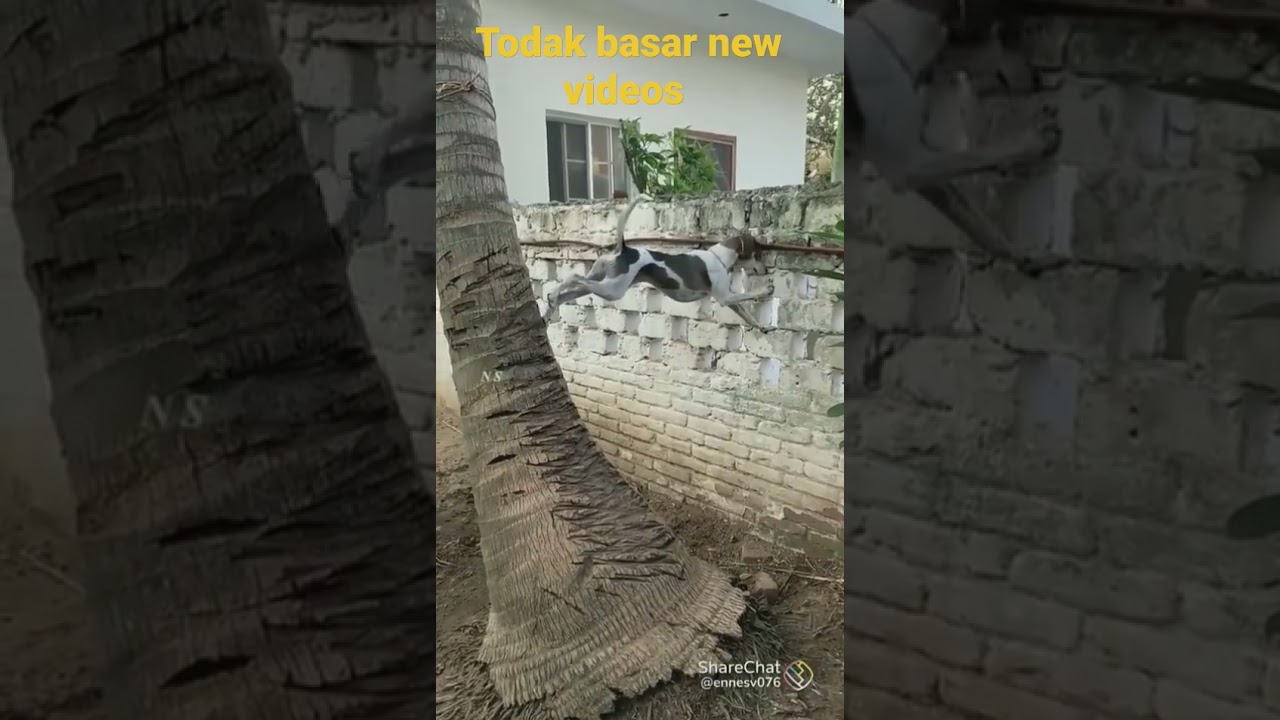 todak basar new video