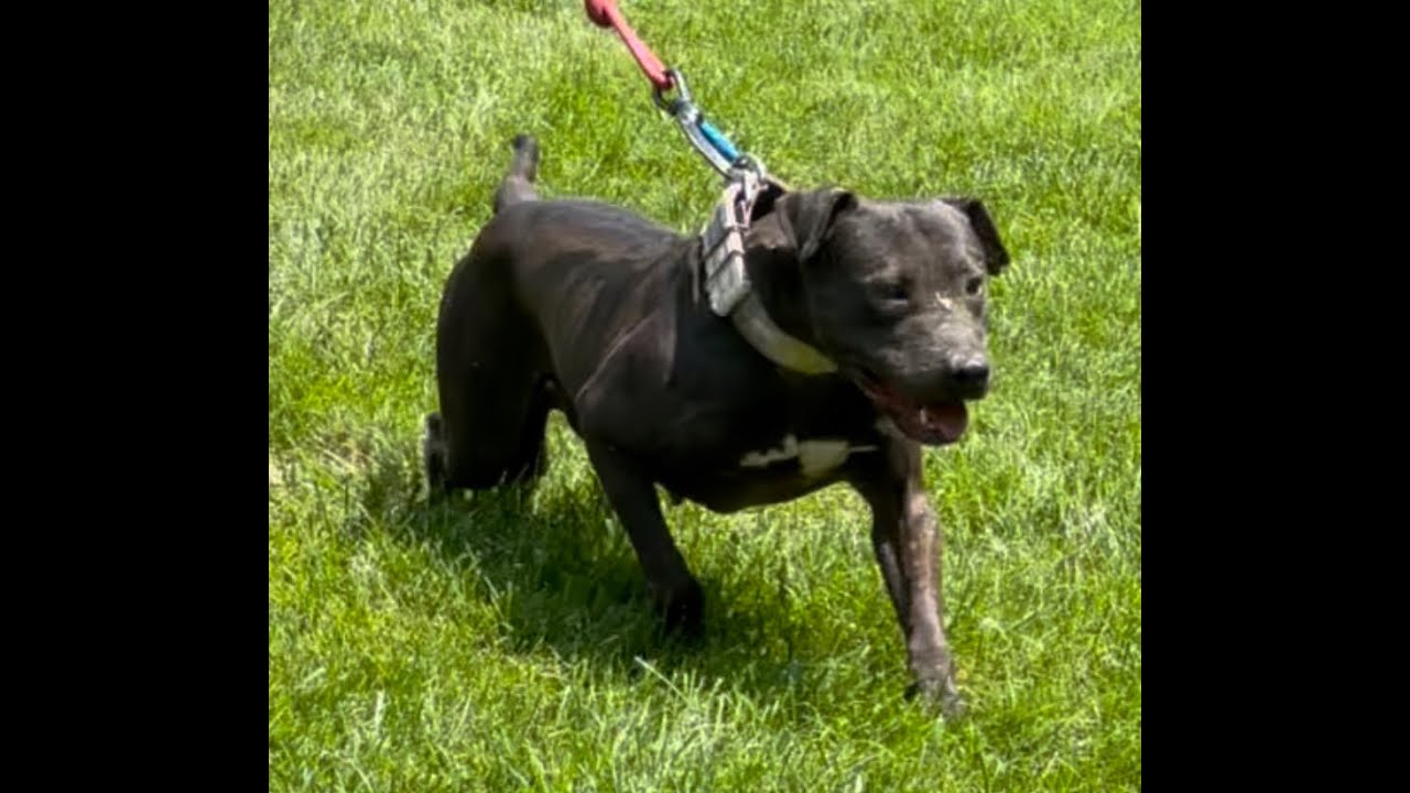 TOM GARNER KENNELS AKUMA ON DISPLAY DURING THE  2021 PIG PICKING.
