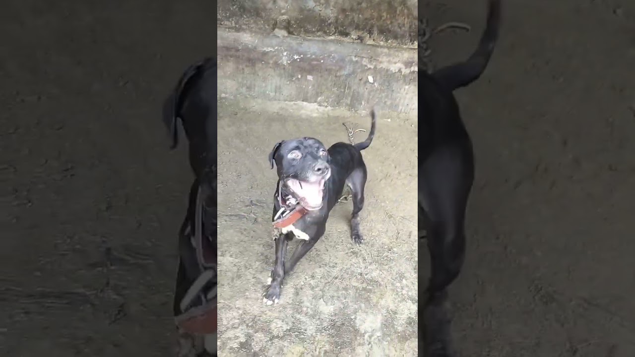 tony Landa son of import tony apbt