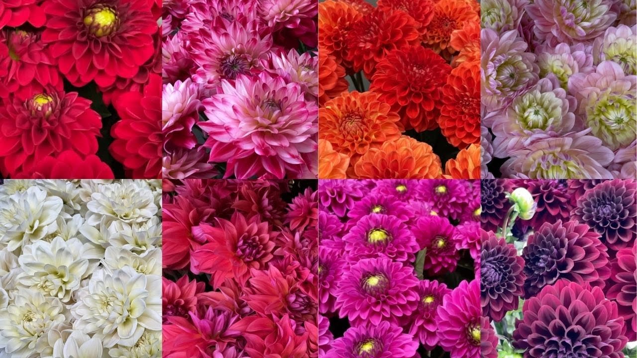 Top 10 + 3 Most Beautiful Dahlias | Greatest Cut Dahlia Varieties