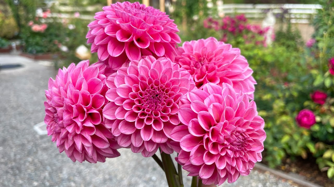 Top 10 Best Dahlia for 2023!