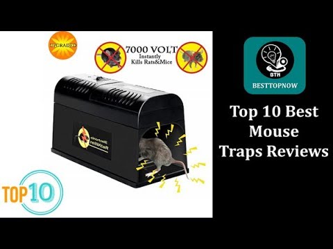 Top 10 Best Mouse Traps in 2019 Reviews[BestTopNow Rev]
