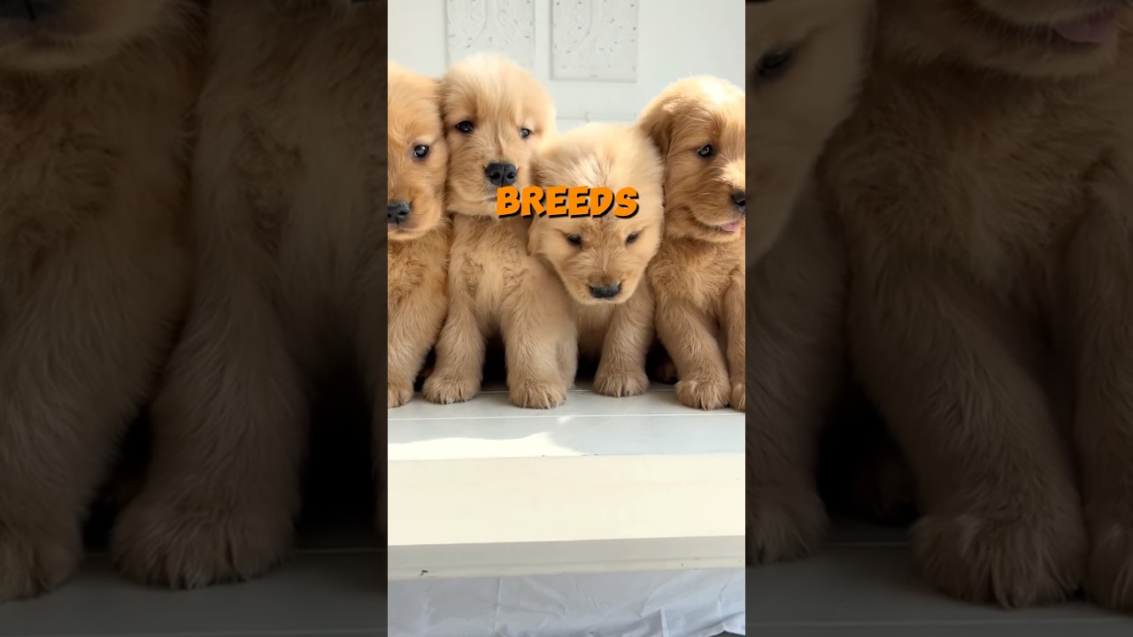 Top 10 Dog Breeds That Stay Small! #top10 #dogbreed #doglover #cuteanimals #pets